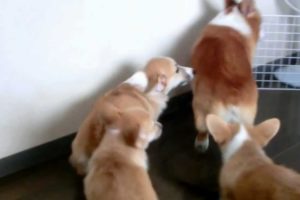 Cute puppies & Goro [Part 1] Chaser & Escaper コーギー