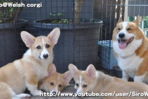 Cute puppies & Goro [Part 14] Photographs [ 4K resolution ]
