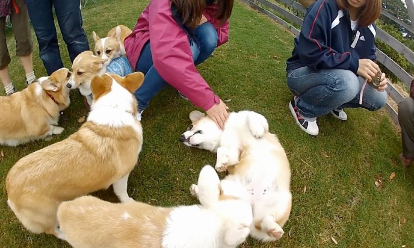 Cute puppies & new owners [Part 11] - ラキ君 コーギー