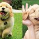 Cute puppies doing funny things Funny and cute Dogs compilation - Soo Cute! #2