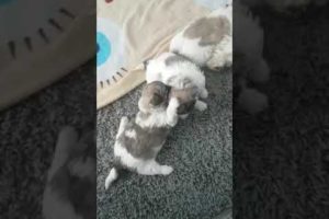 Cute puppies ? fighting