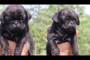 Cute puppies of Black pug call 7275863266 / 9140752208