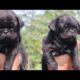 Cute puppies of Black pug call 7275863266 / 9140752208