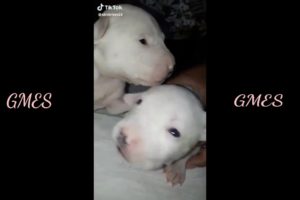 Cute puppies on TIKTOK (compilation)