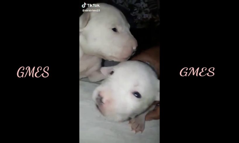 Cute puppies on TIKTOK (compilation)