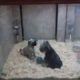 Cute puppies play fighting