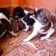 Cute puppies playing | indian puppies