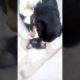 Cute puppies playing with joy