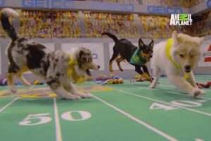 Cute puppies take part in Puppy Bowl