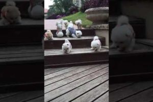Cute puppies /tiktok cute puppy videos