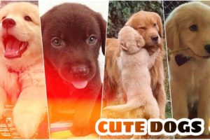 Cute puppies ? videos | cute dogs |