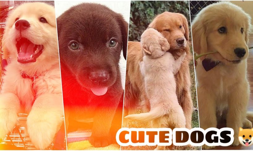 Cute puppies ? videos | cute dogs |