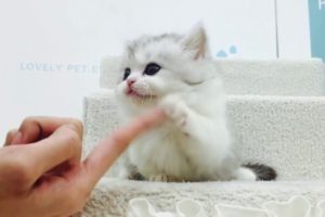 Cutest Kitten Ever - Cutest Kitten In The World - Cute Puppies