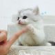 Cutest Kitten Ever - Cutest Kitten In The World - Cute Puppies