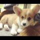 Cutest Puppies Breeds In The World - Cute And Funny Puppy Moments | Puppies TV