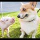 Cutest Puppies - Funny Dog Moments Try Not To Laugh | Cute Baby Dogs Funny Videos | Puppies TV