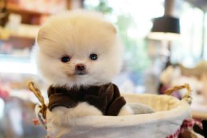 Cutest Puppies In The World Video Compilation