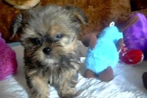 Cutest Puppies! Shorkie Puppy Love at www.pricelesspups. net