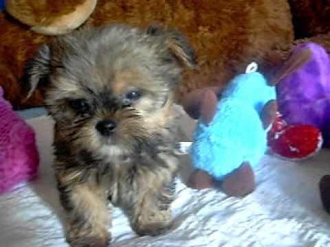 Cutest Puppies! Shorkie Puppy Love at www.pricelesspups. net