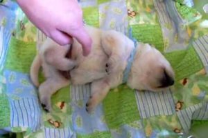 Cutest Puppy EVER Yellow Labrador Retriever Tummy Tickle from Buc~A~Buc Farm