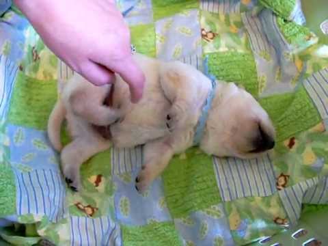 Cutest Puppy EVER Yellow Labrador Retriever Tummy Tickle from Buc~A~Buc Farm