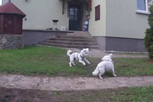 Cutest Puppy Fight Ever!