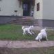 Cutest Puppy Fight Ever!