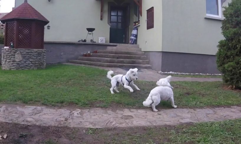 Cutest Puppy Fight Ever!