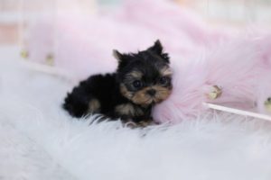 Cutest Teacup Yorkie Puppies Video Compilation