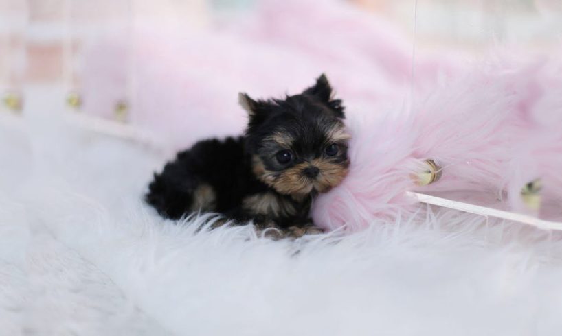 Cutest Teacup Yorkie Puppies Video Compilation
