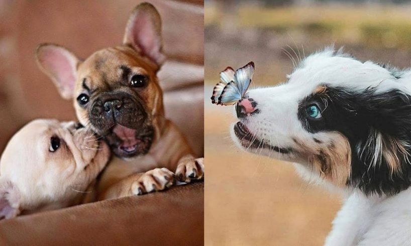 Cutest baby animals Videos Compilation Super cute moment of pets - - Soo Cute! #7