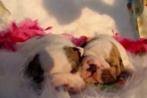 Cutest puppies ever! Champ English Bulldog puppies 3 wks old