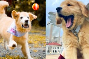 Cutest video compilation about Golden Retriever # 1 | 2019| Cute Pets
