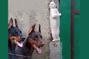 DOBERMANS vs KITTENS Friendship Forever - Funny Doberman And Cutest Kitten Videos Compilation 2018