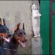 DOBERMANS vs KITTENS Friendship Forever - Funny Doberman And Cutest Kitten Videos Compilation 2018