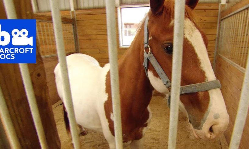 DOCS: Wounded | Animal Cops Houston