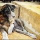 DRAMATIC RESCUE OF ABANDONED DOG LIVING AMONG TRASH !