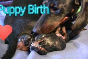Dachshund!!!  - 2nd Puppy Birth So Cute puppies???