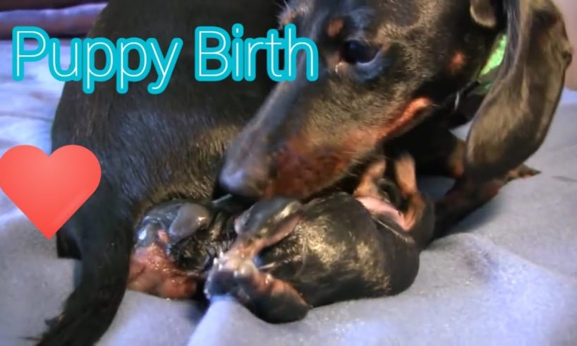 Dachshund!!!  - 2nd Puppy Birth So Cute puppies???