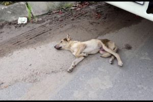 Dog Abandoned on a Busy Road Gets Rescued Just in Time