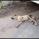 Dog Abandoned on a Busy Road Gets Rescued Just in Time