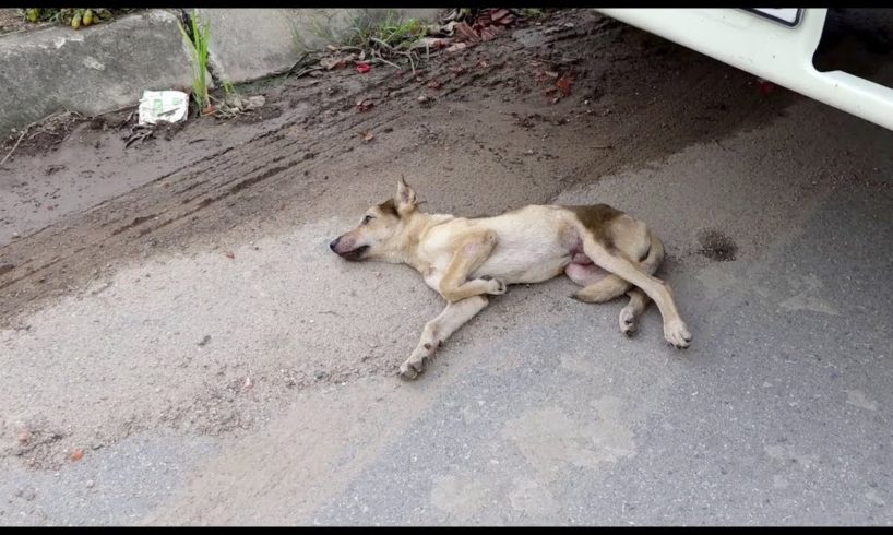 Dog Abandoned on a Busy Road Gets Rescued Just in Time