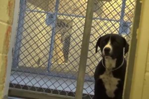 Dog Excited to Get Rescued