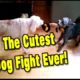 Dog Fight / Two Cute Puppies Fighting Over a Toy - A Real Mad Max Tug of War Battle!