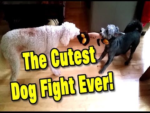 Dog Fight / Two Cute Puppies Fighting Over a Toy - A Real Mad Max Tug of War Battle!