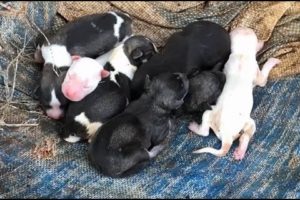 Dog Giving Birth To 7 Cute Puppies - DOGs GIVING BIRTH!