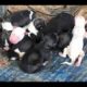 Dog Giving Birth To 7 Cute Puppies - DOGs GIVING BIRTH!