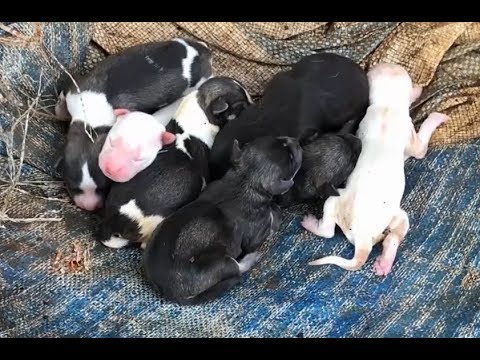 Dog Giving Birth To 7 Cute Puppies - DOGs GIVING BIRTH!
