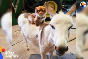 Dog Just Wants His Donkey Friend To Be Happy | The Dodo Odd Couples