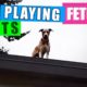 Dog Plays Fetch On the ROOF | Funny Cute Animals